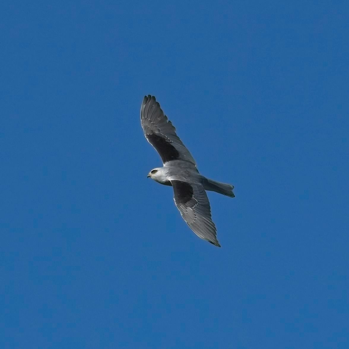 White-tailed Kite - ML614751062