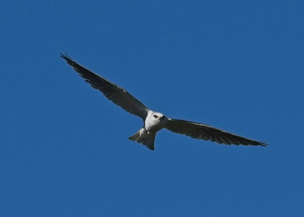 White-tailed Kite - ML614751063