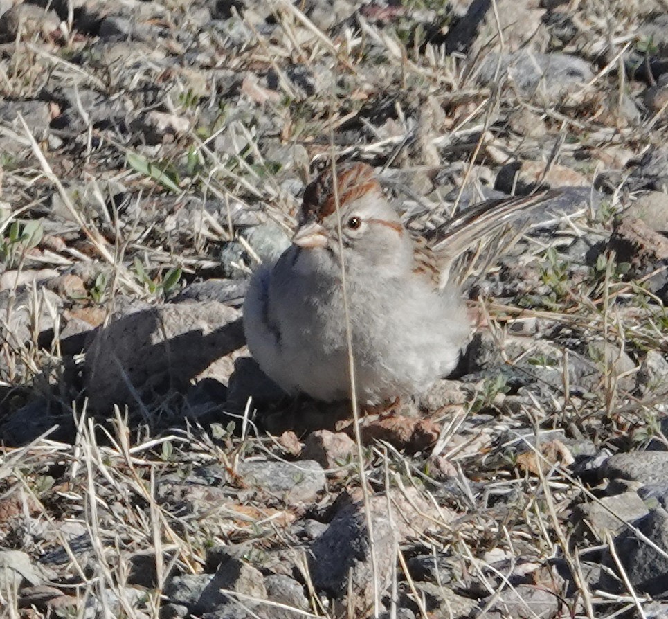 Rufous-winged Sparrow - ML614751094