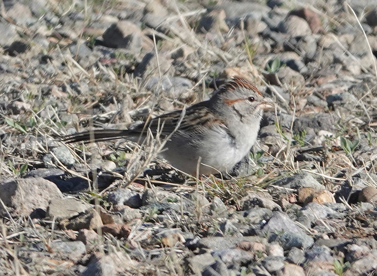 Rufous-winged Sparrow - ML614751095