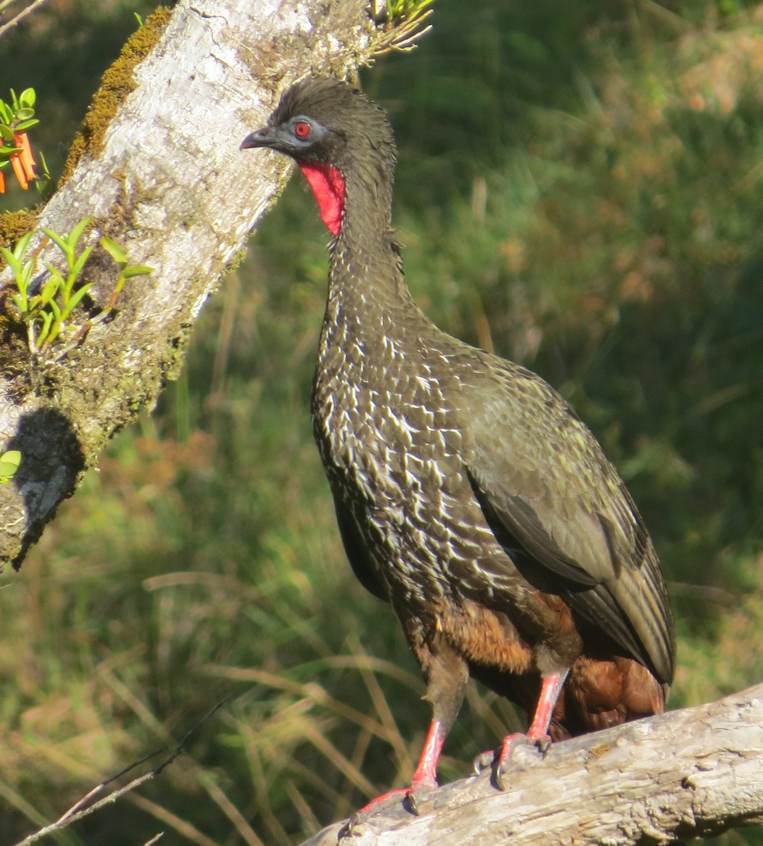 Crested Guan - ML614751351