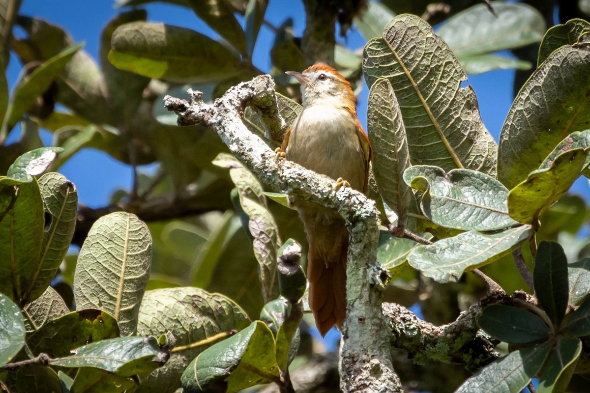 Rusty-backed Spinetail - ML614751453