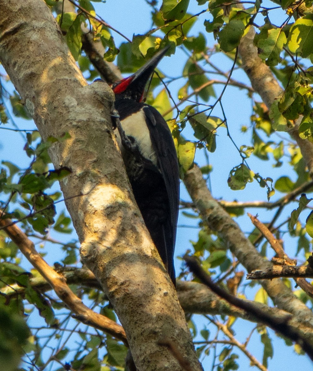 White-bellied Woodpecker - ML614751473