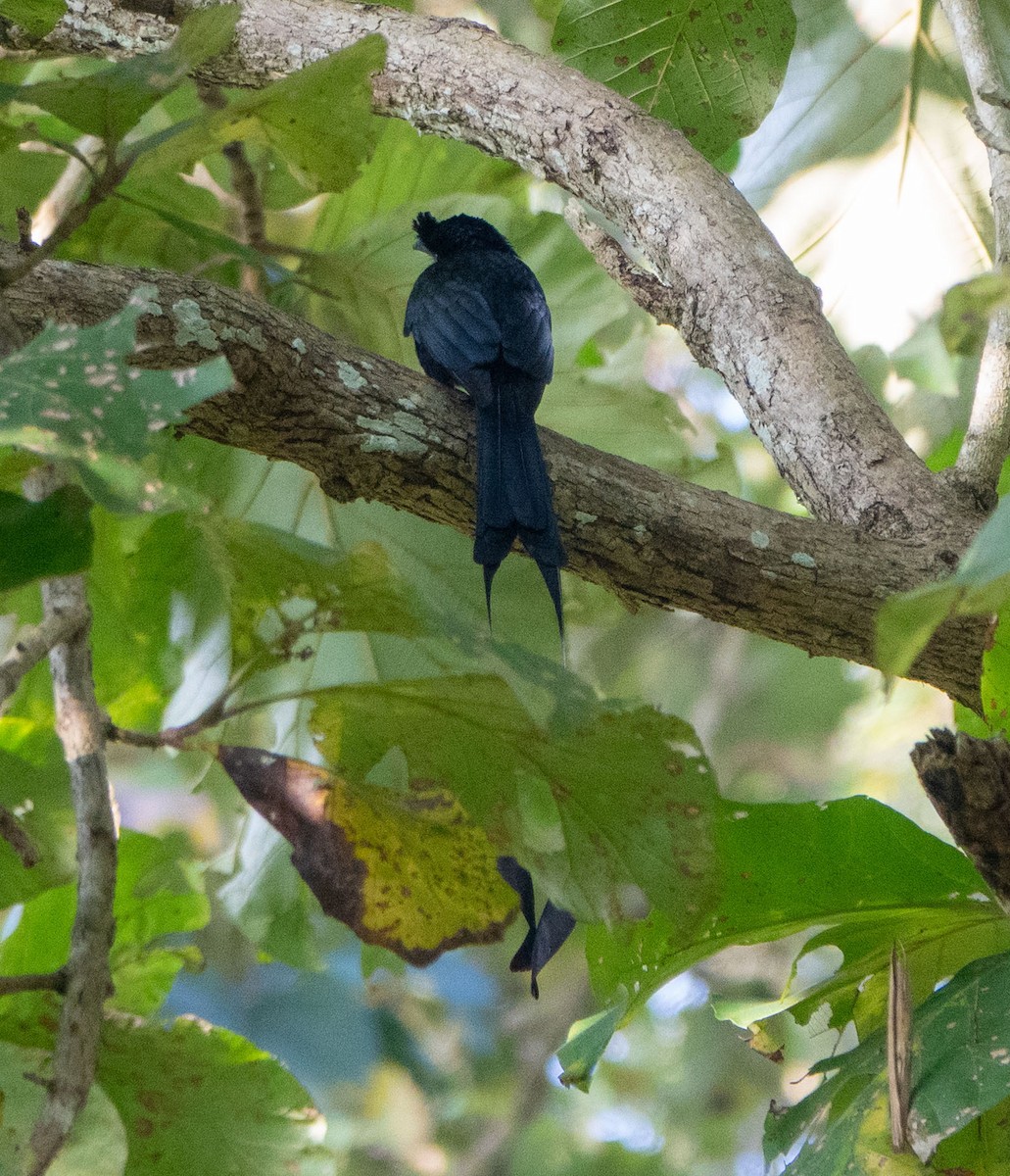 Greater Racket-tailed Drongo - ML614751483