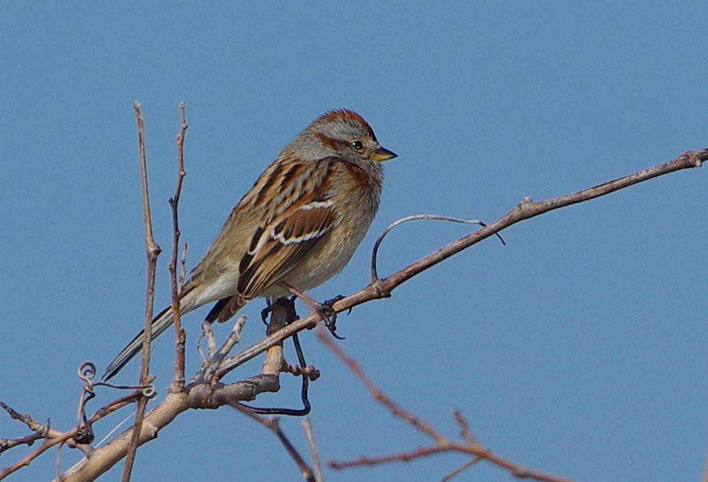 American Tree Sparrow - ML614751625