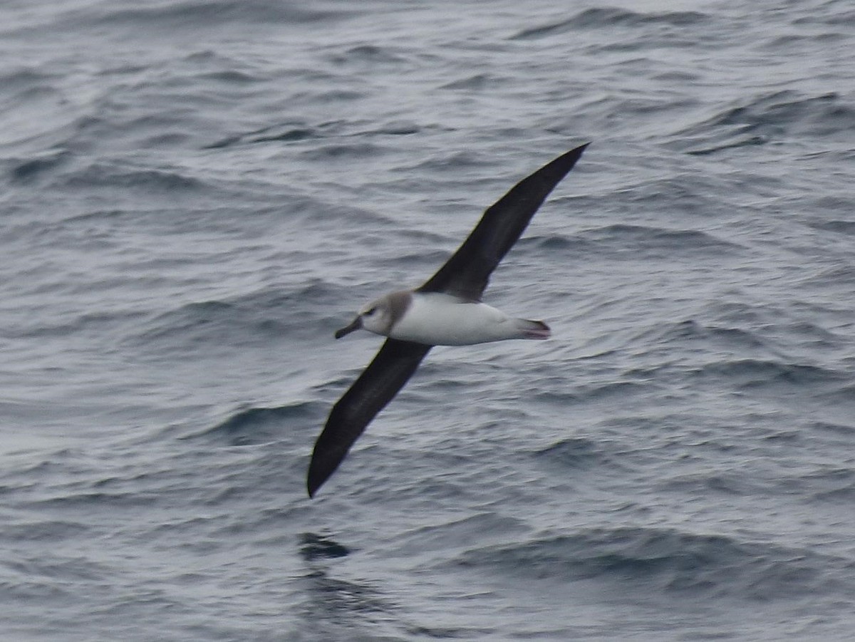 Gray-headed Albatross - ML614751641