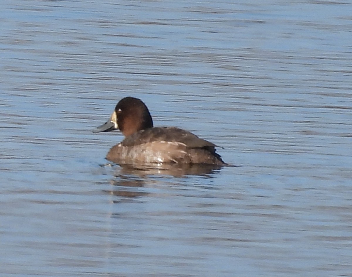Greater Scaup - ML614751683