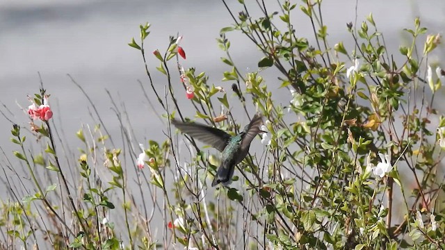 Broad-billed Hummingbird - ML614751983