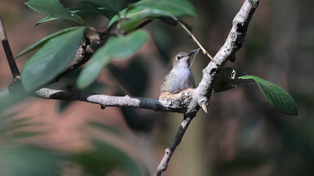 Anna's Hummingbird - ML614752398
