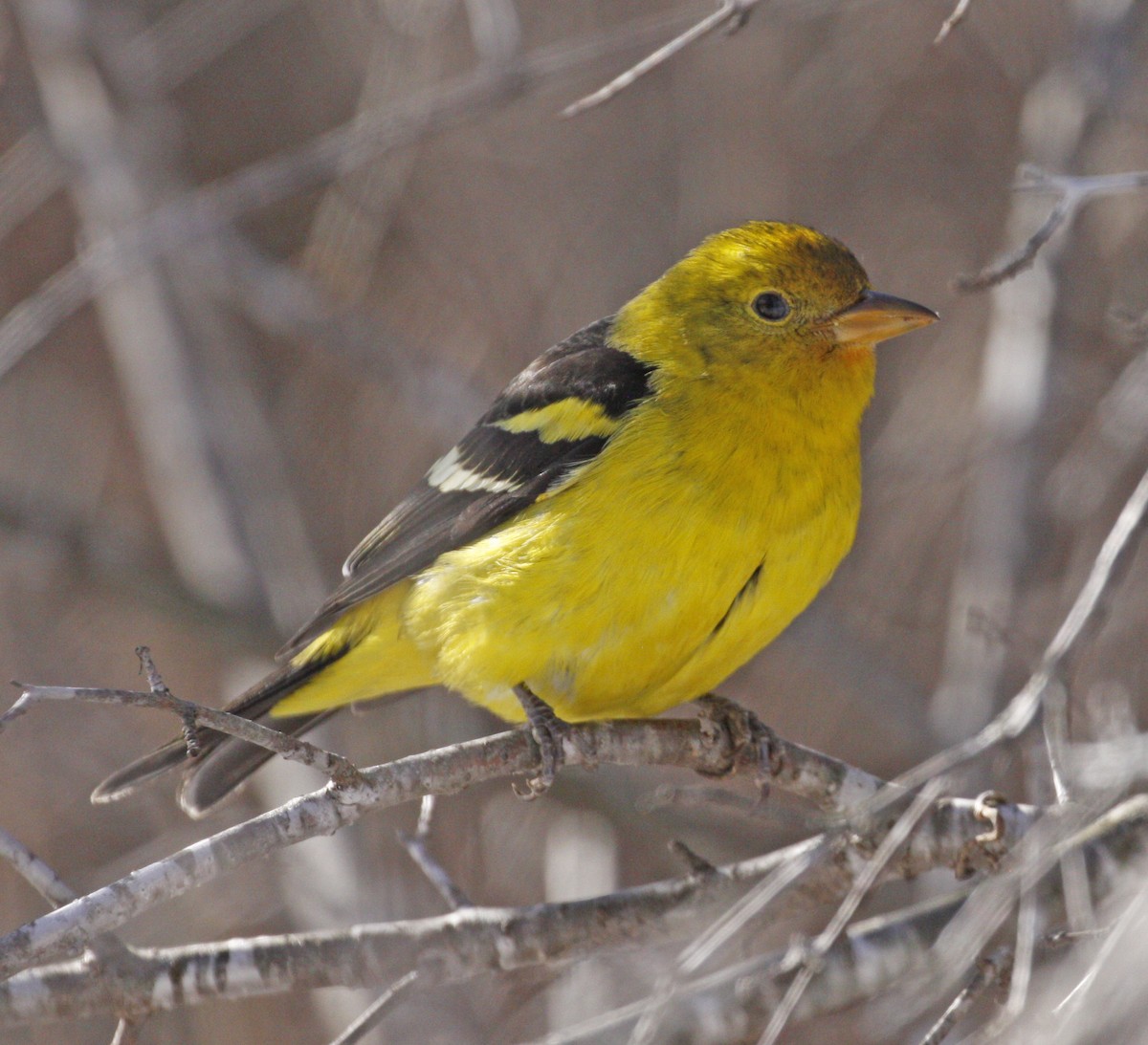 Western Tanager - ML614752748