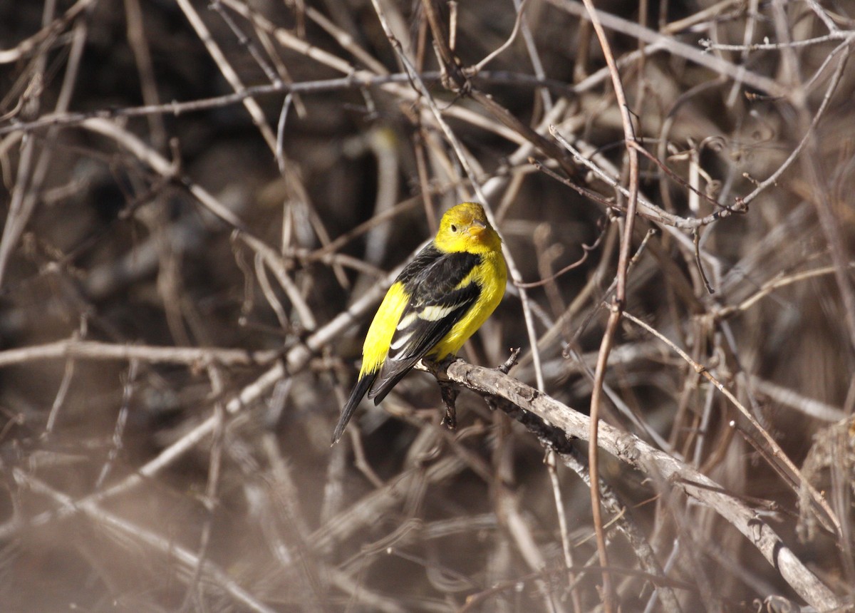 Western Tanager - ML614752749