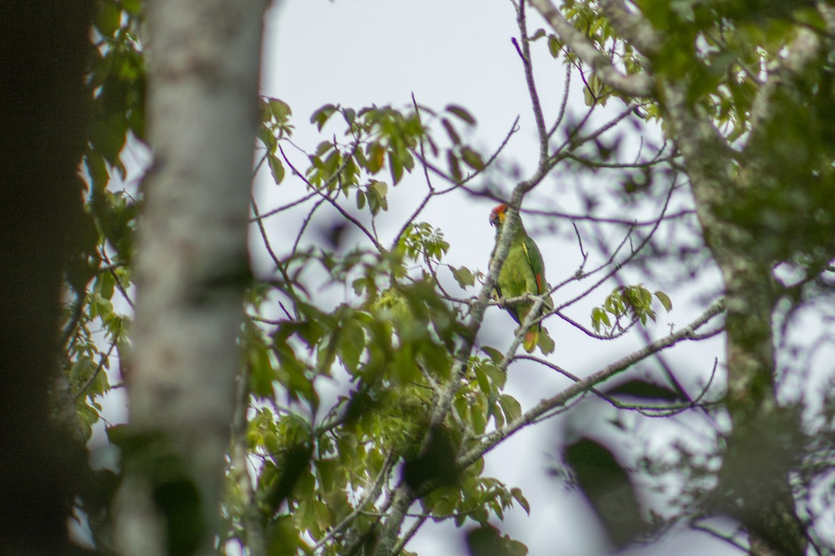 Red-browed Parrot - ML614752848