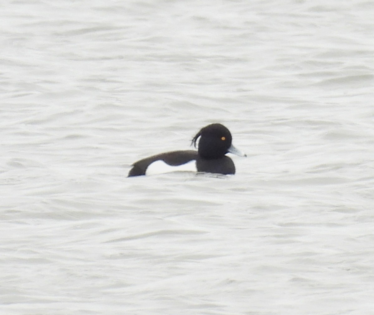 Tufted Duck - ML614752858