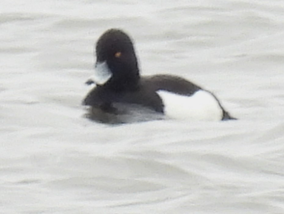 Tufted Duck - ML614752859