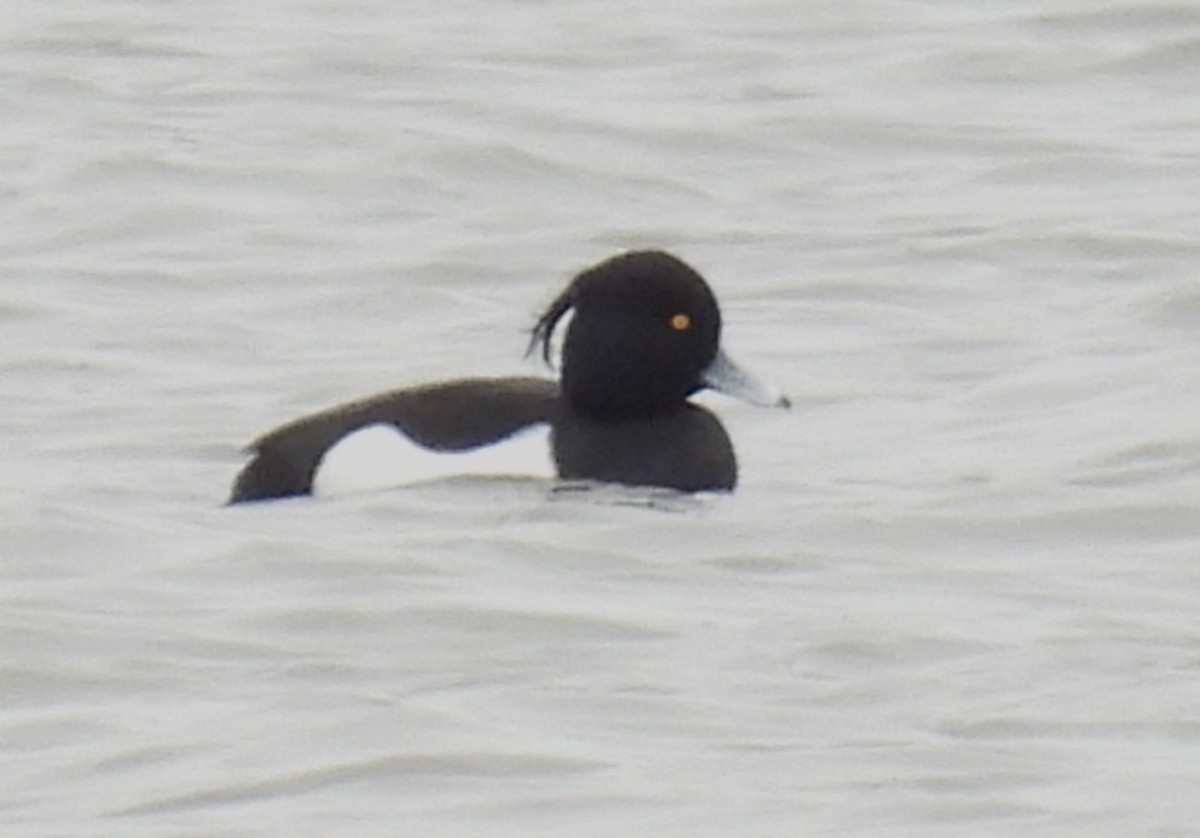 Tufted Duck - ML614752860