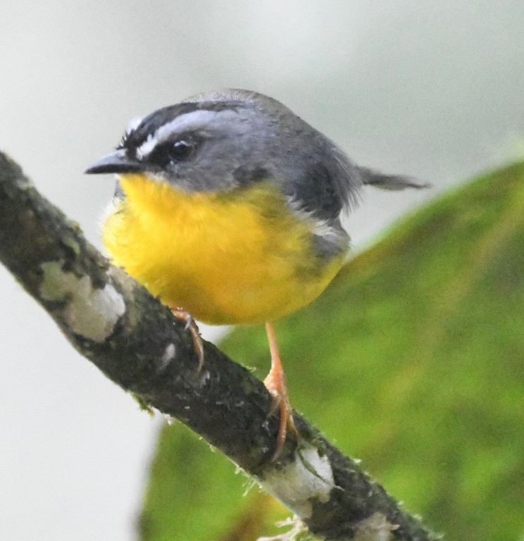 Gray-and-gold Warbler - ML614752910