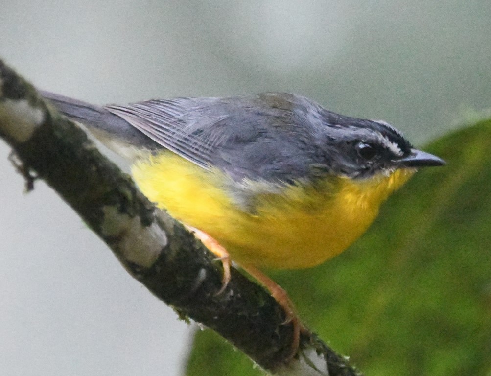 Gray-and-gold Warbler - ML614752916