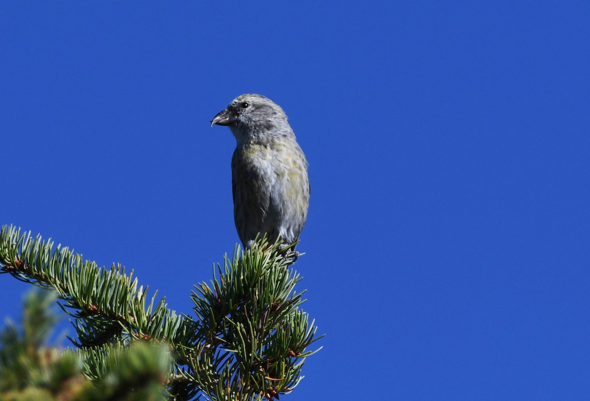 Red Crossbill (Lodgepole Pine or type 5) - ML614753199