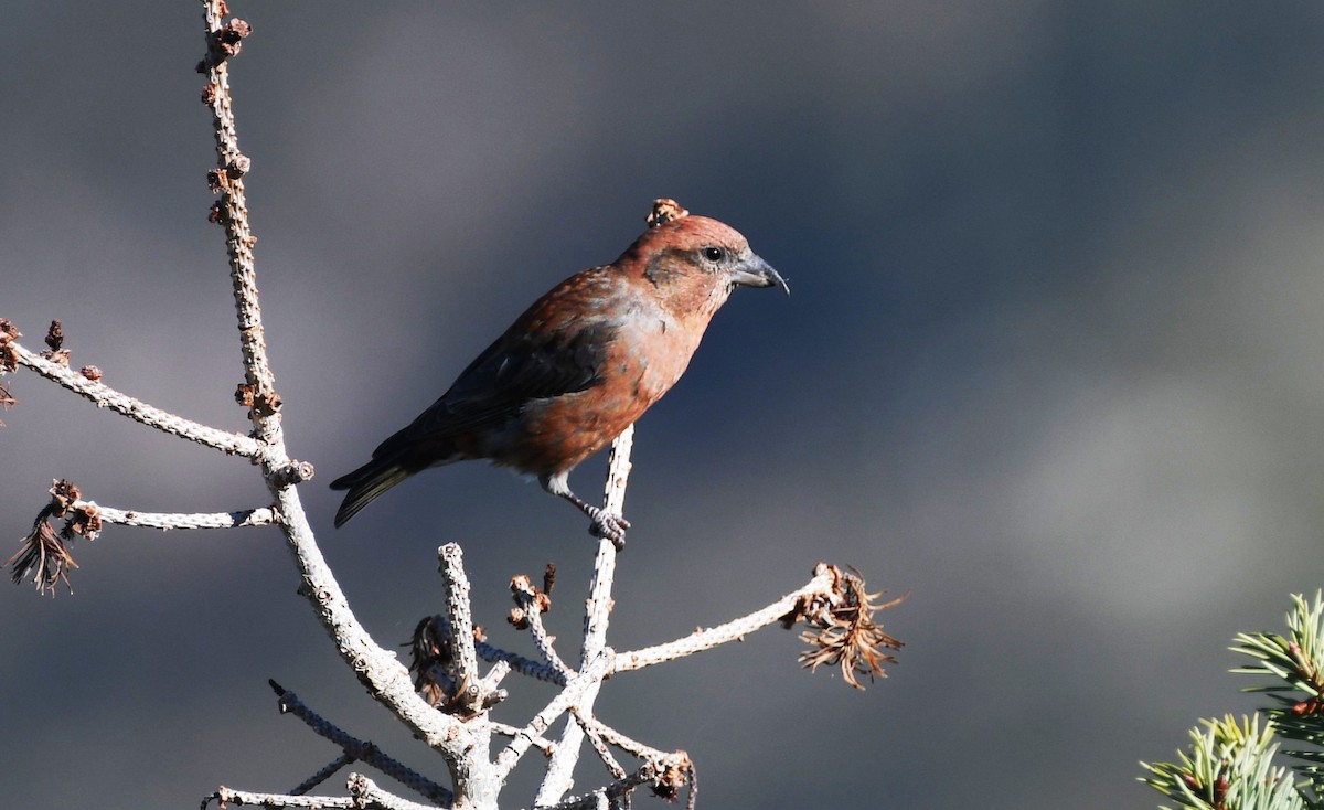 Red Crossbill (Lodgepole Pine or type 5) - ML614753200