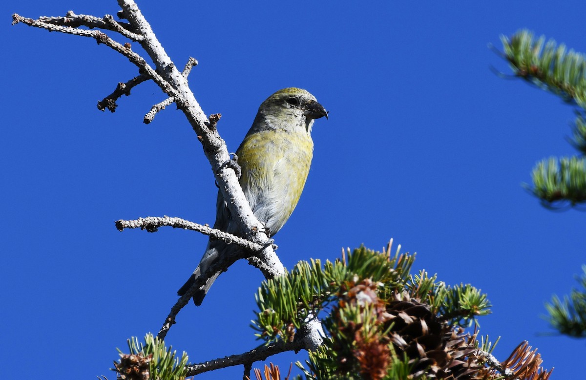Red Crossbill (Lodgepole Pine or type 5) - ML614753201