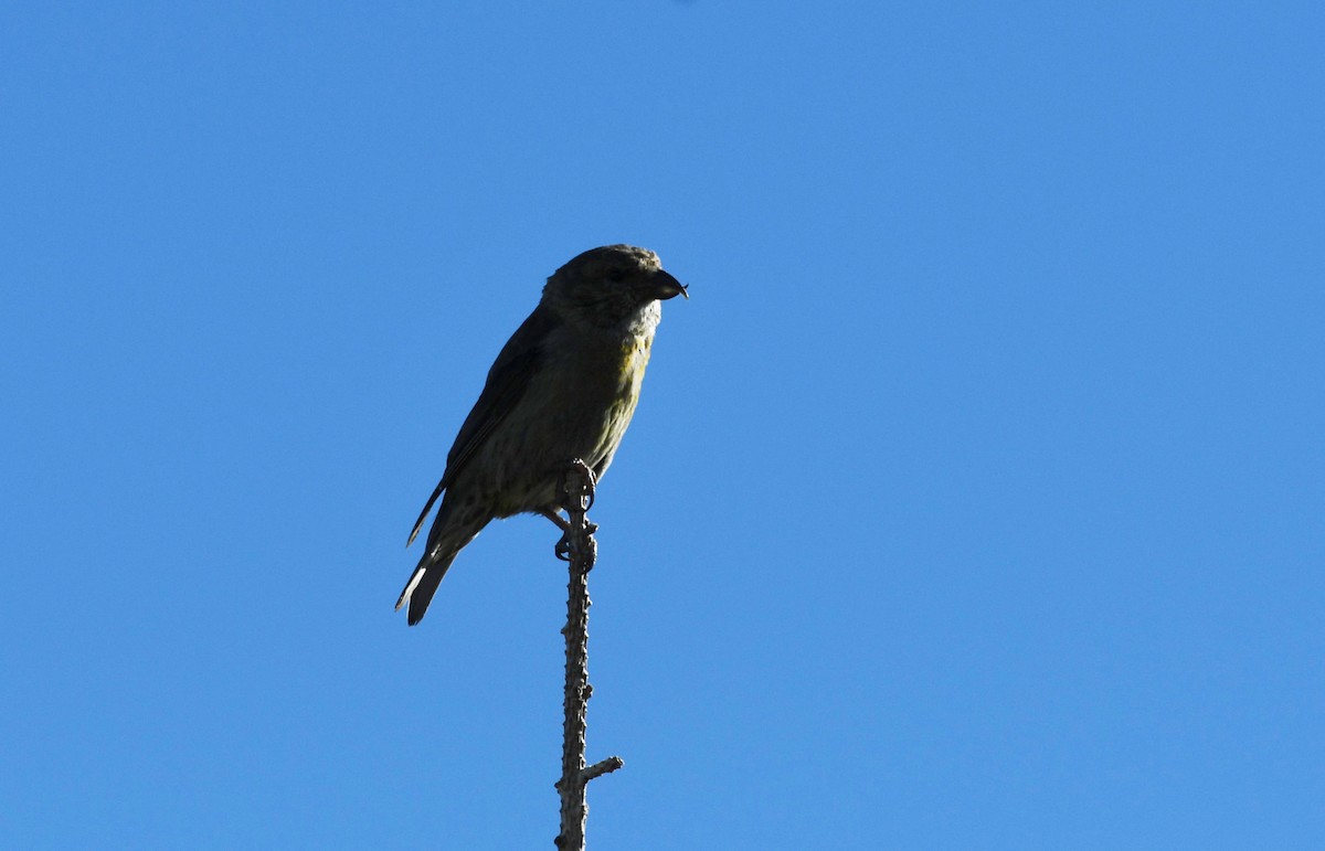 Red Crossbill (Lodgepole Pine or type 5) - ML614753202