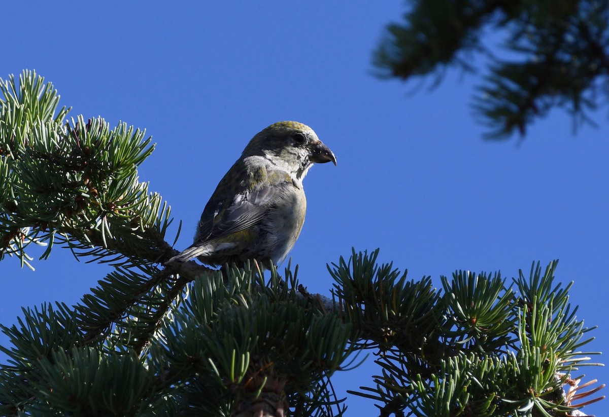 Red Crossbill (Lodgepole Pine or type 5) - ML614753204