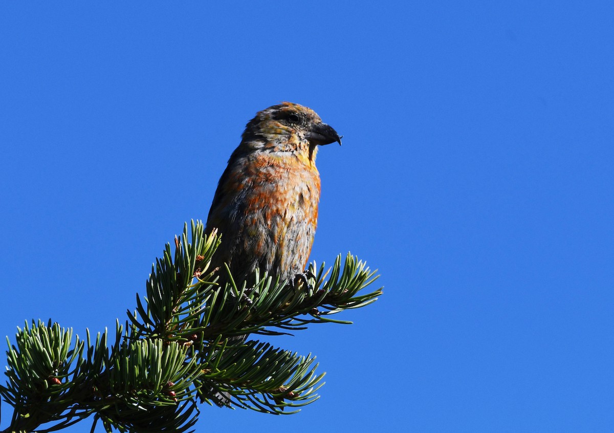 Red Crossbill (Lodgepole Pine or type 5) - ML614753205