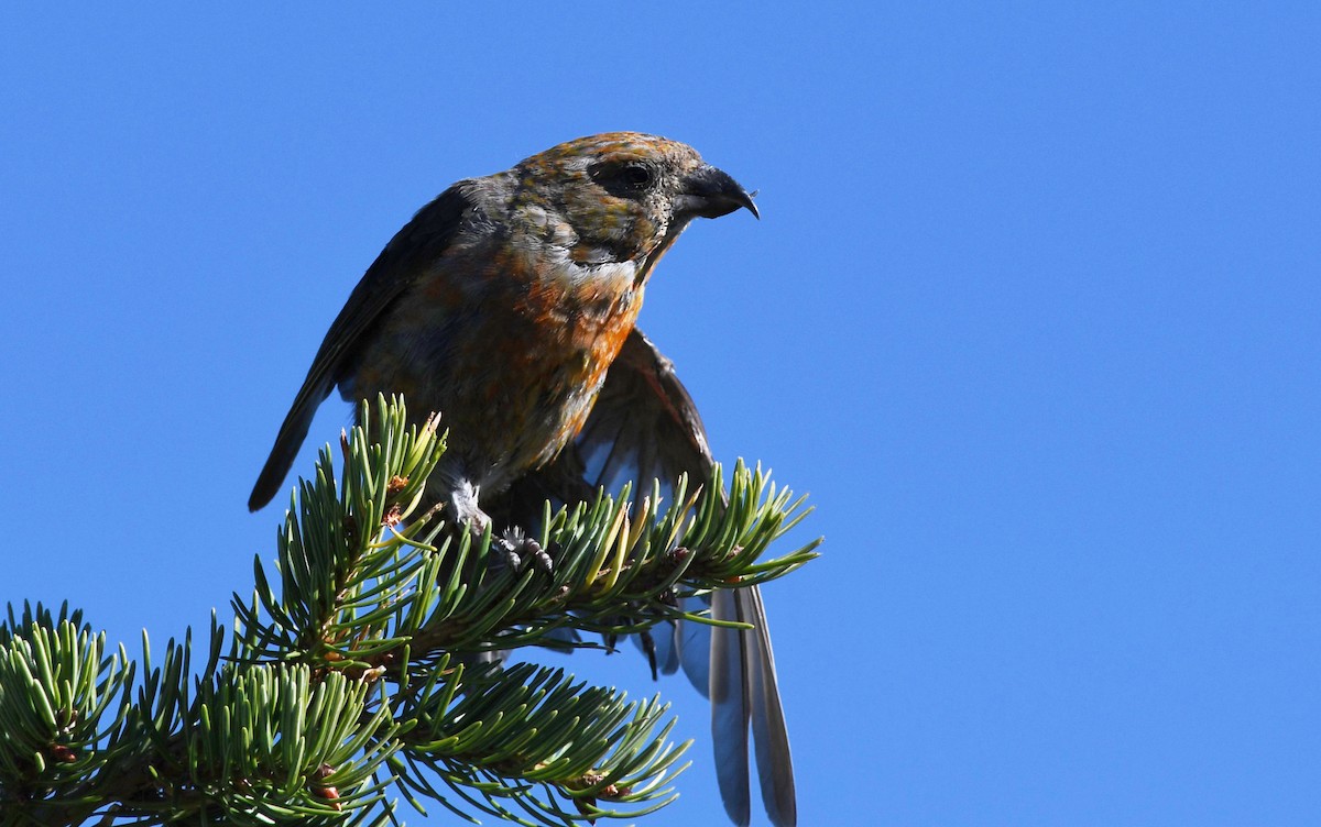 Red Crossbill (Lodgepole Pine or type 5) - ML614753207