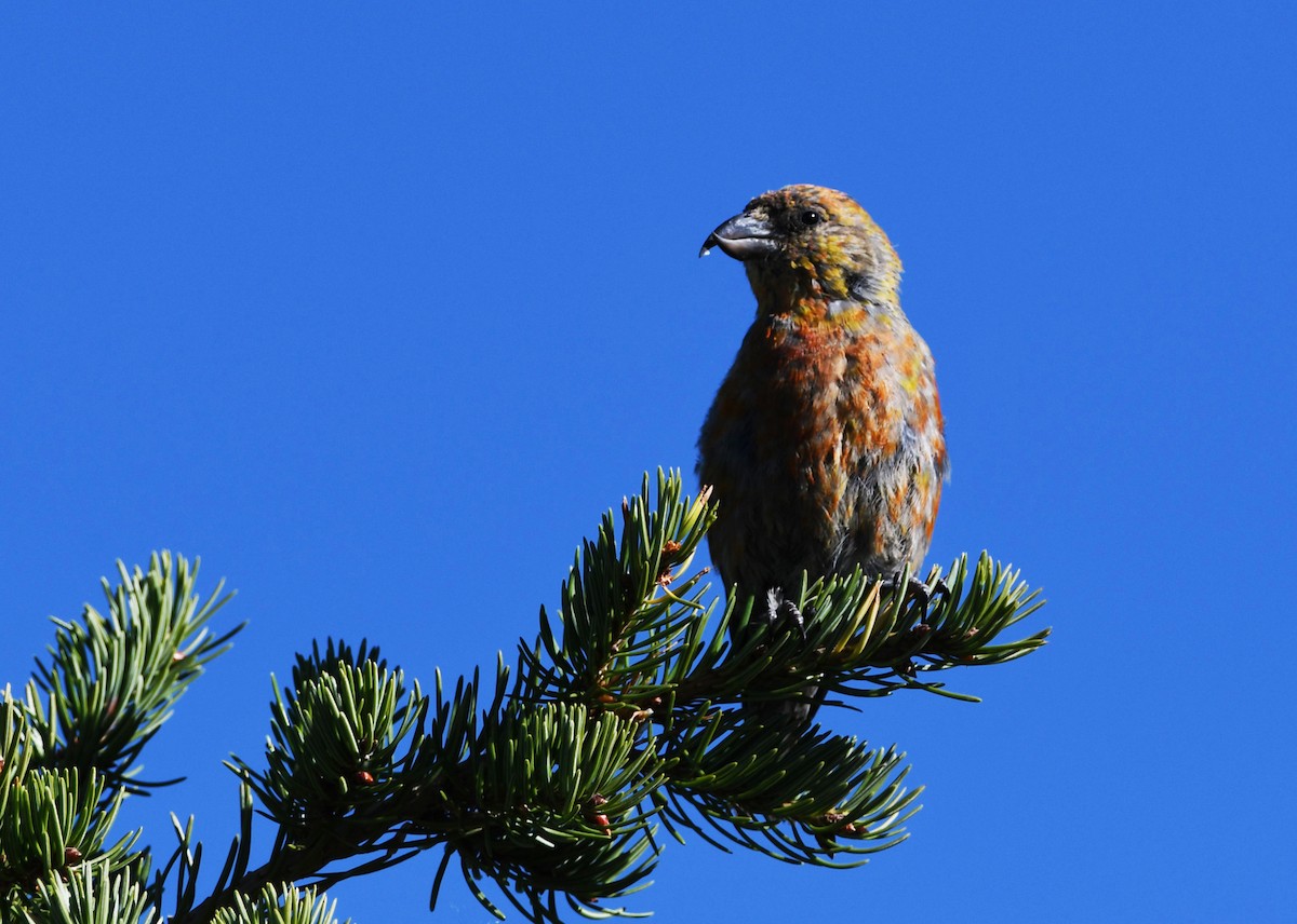 Red Crossbill (Lodgepole Pine or type 5) - ML614753208