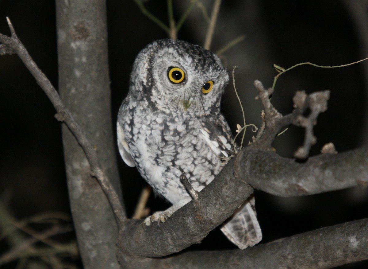 Whiskered Screech-Owl - Andrew Markel