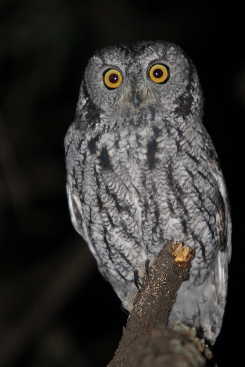 Western Screech-Owl - Andrew Markel