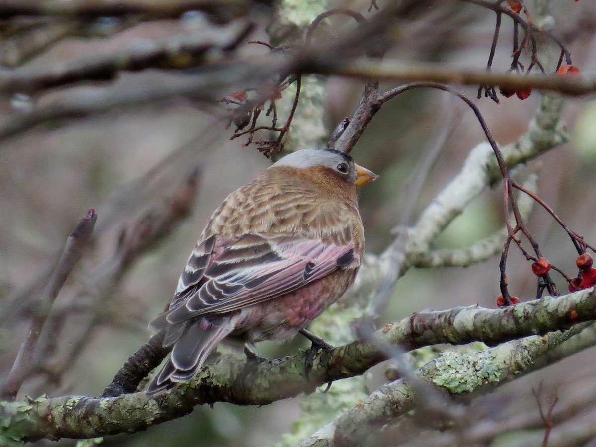 Gray-crowned Rosy-Finch - ML614753271