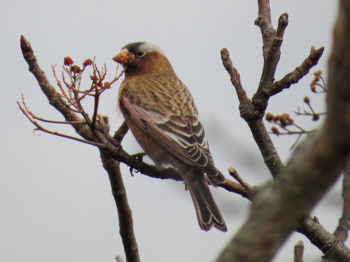 Gray-crowned Rosy-Finch - ML614753283