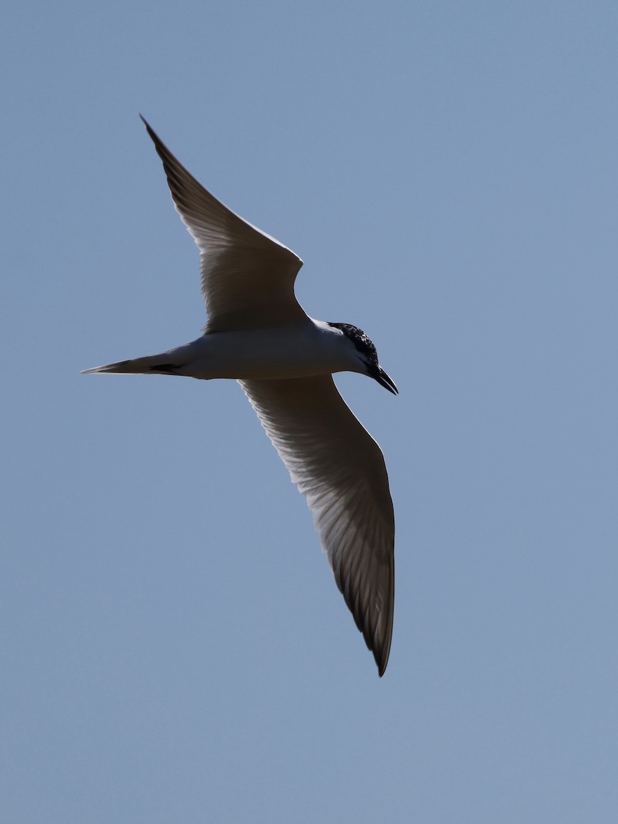 Gull-billed Tern - ML614753291