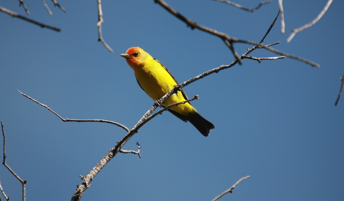 Western Tanager - ML614753306