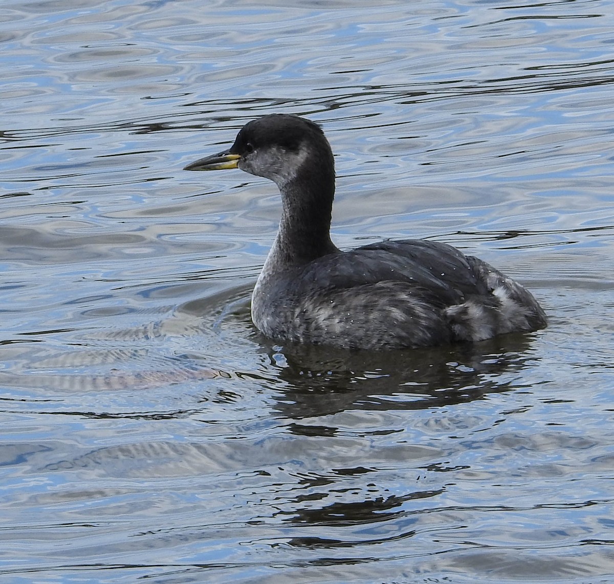 Red-necked Grebe - ML614753612