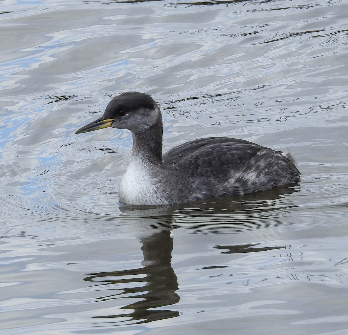 Red-necked Grebe - ML614753653