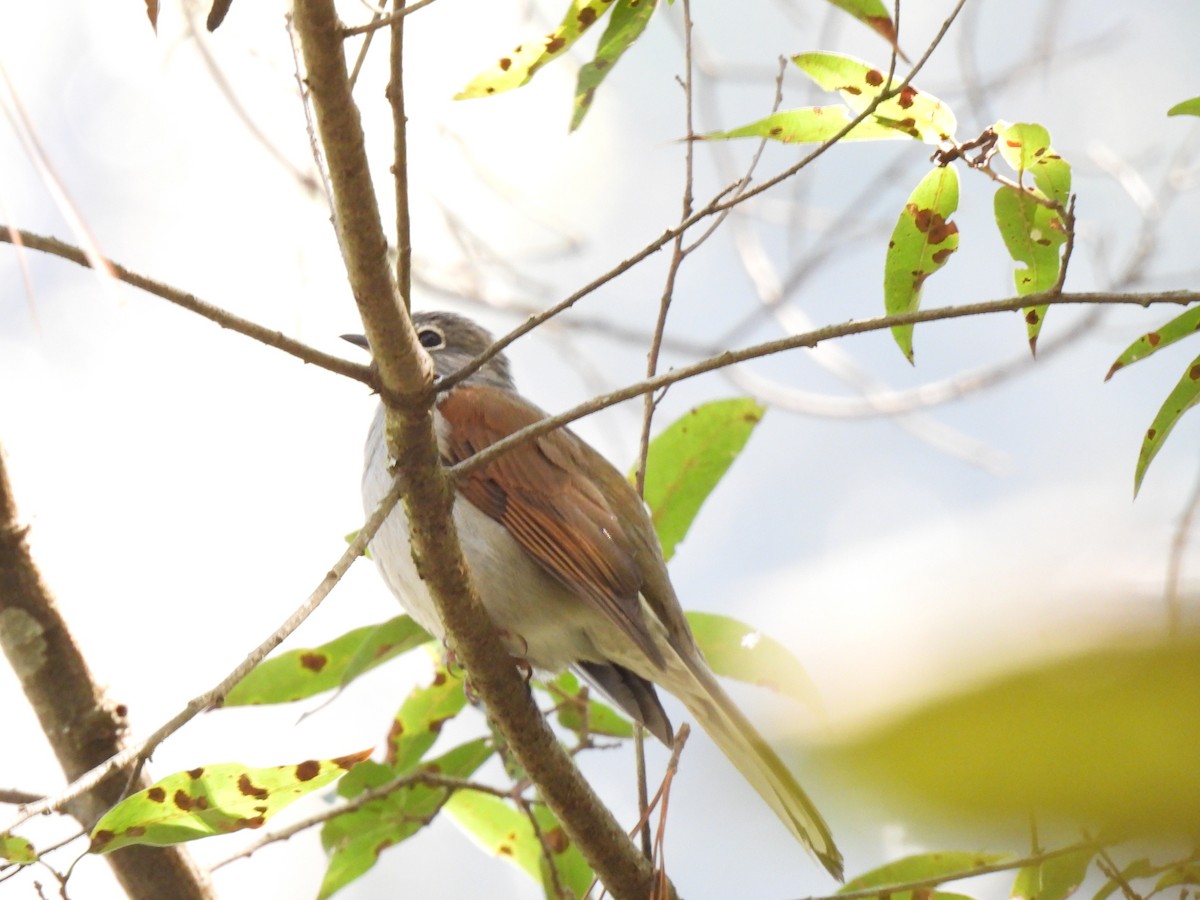 Brown-backed Solitaire - ML614753757
