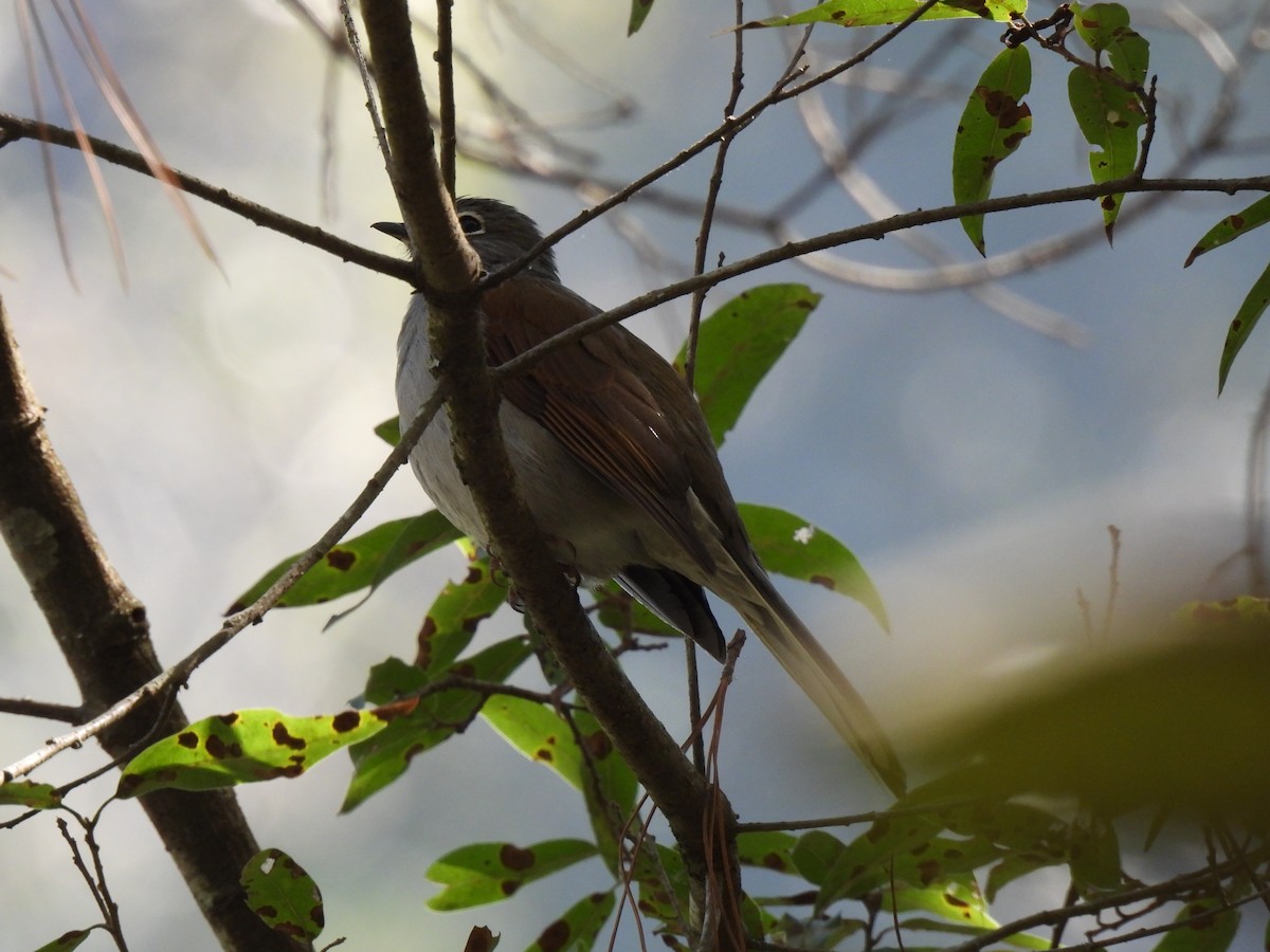 Brown-backed Solitaire - ML614753759