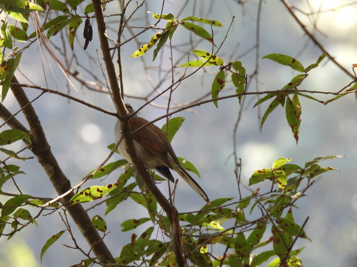 Brown-backed Solitaire - ML614753760