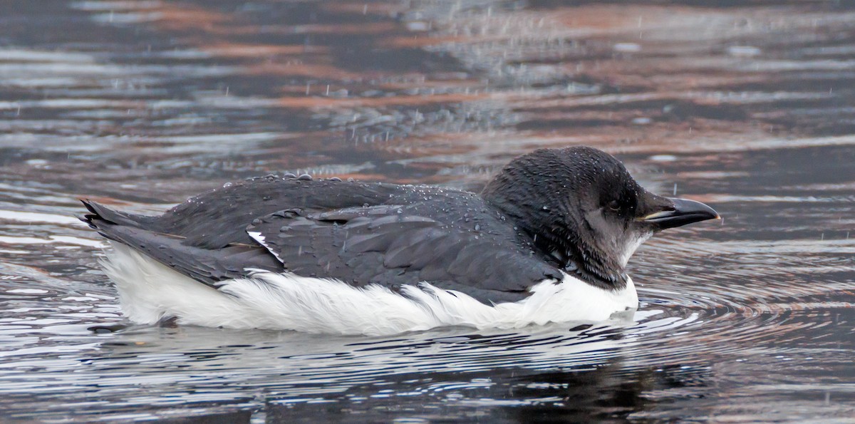 Thick-billed Murre - ML614753847