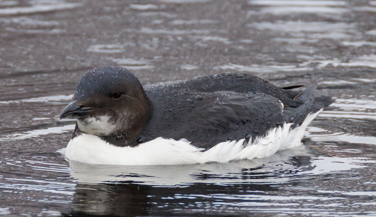 Thick-billed Murre - ML614753864