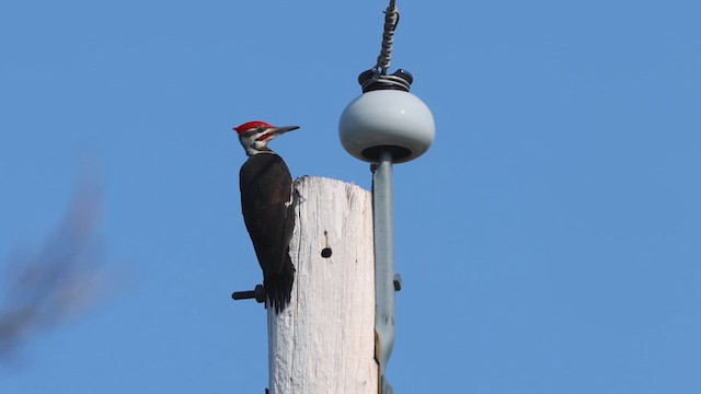 Pileated Woodpecker - ML614754250