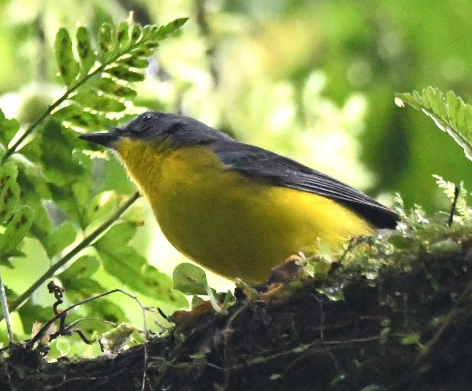 Gray-and-gold Warbler - ML614754388