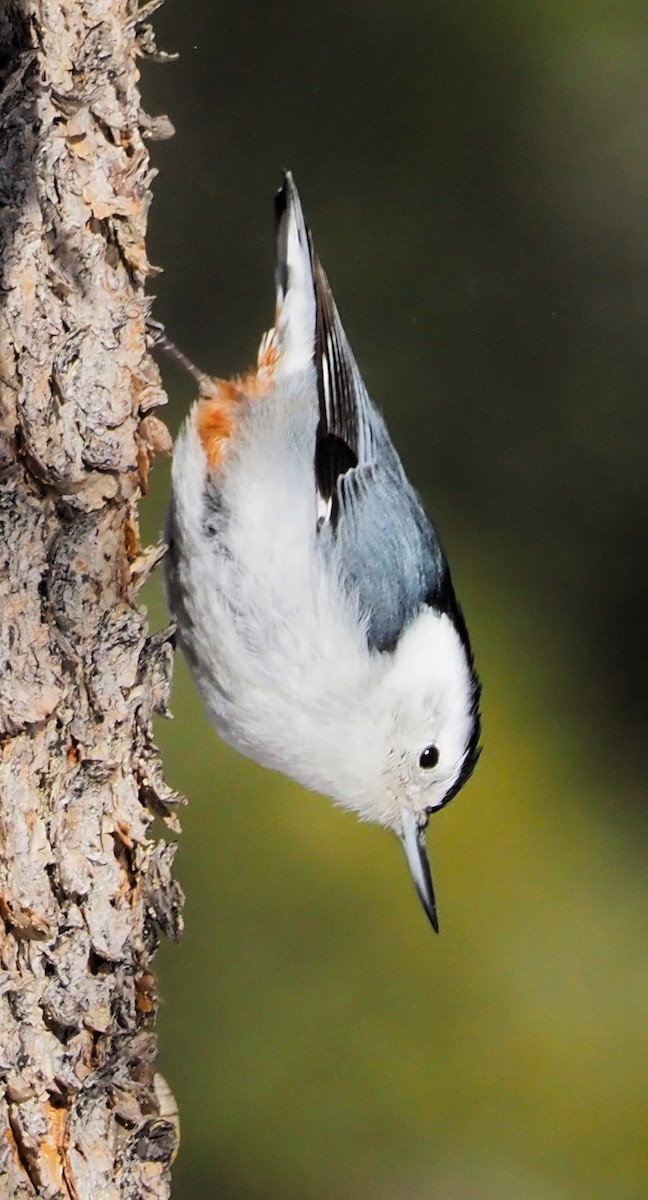 White-breasted Nuthatch - ML614754541