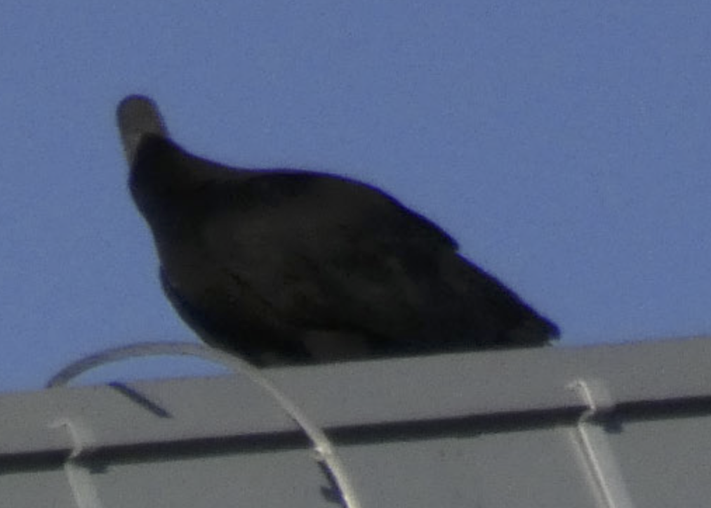 Black Vulture - ML614754561