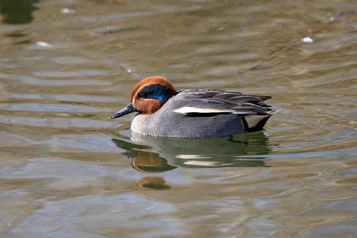 Green-winged Teal - ML614754577