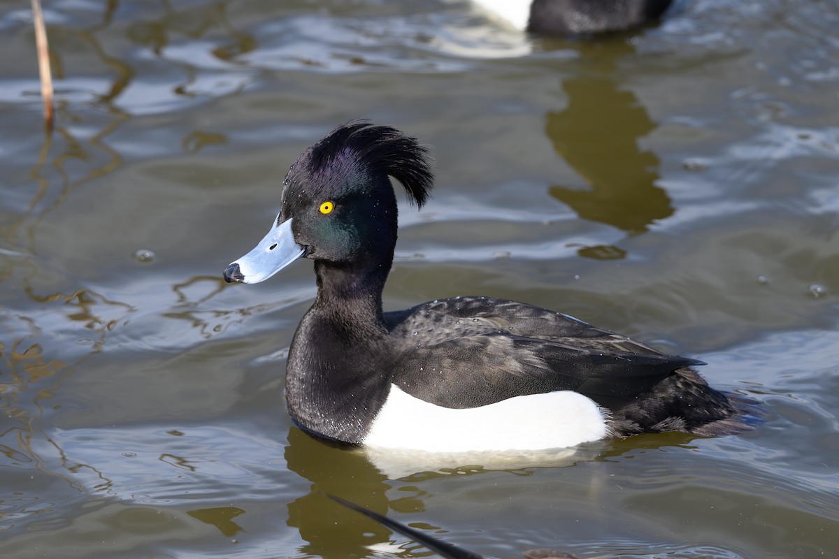 Tufted Duck - ML614754684