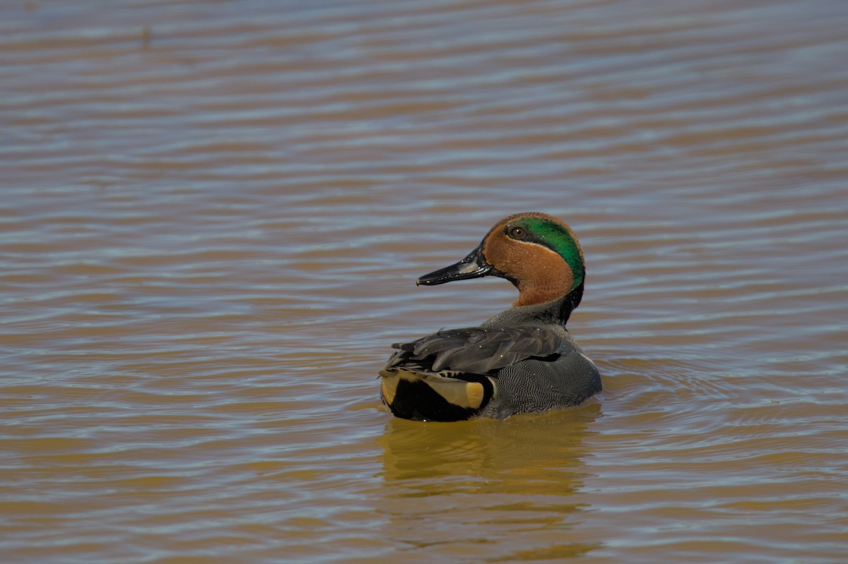 Green-winged Teal - ML614754713
