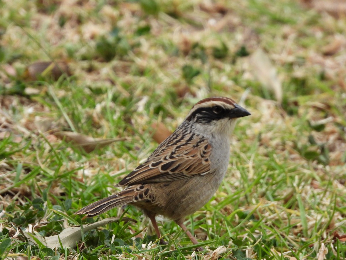 Striped Sparrow - ML614755025